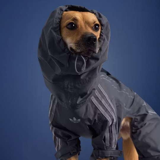 STOP VŠETKO - adidas práve pustil nové dizajnérske outfity pre psov